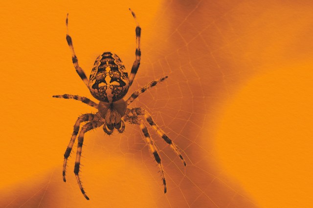 Close-up of spider in a web