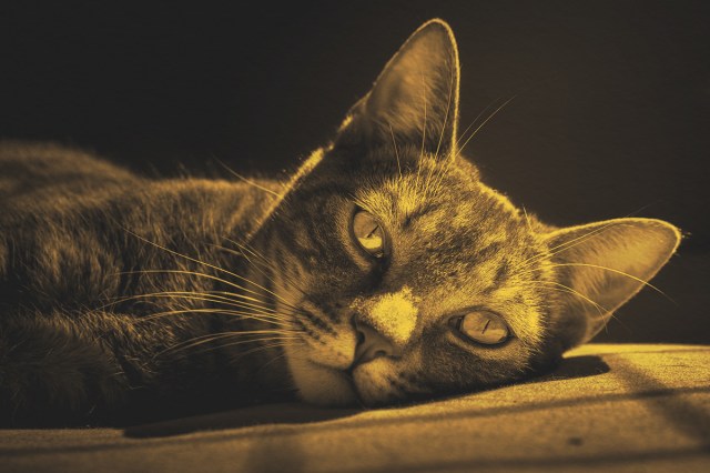 Close-up of tabby cat laying on surface