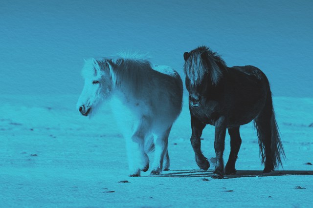 Two ponies standing in snow