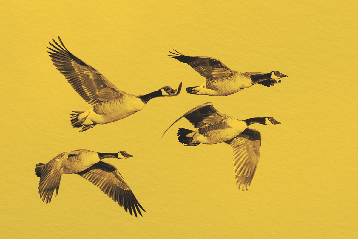 What Is a ‘Wild Goose Chase’?